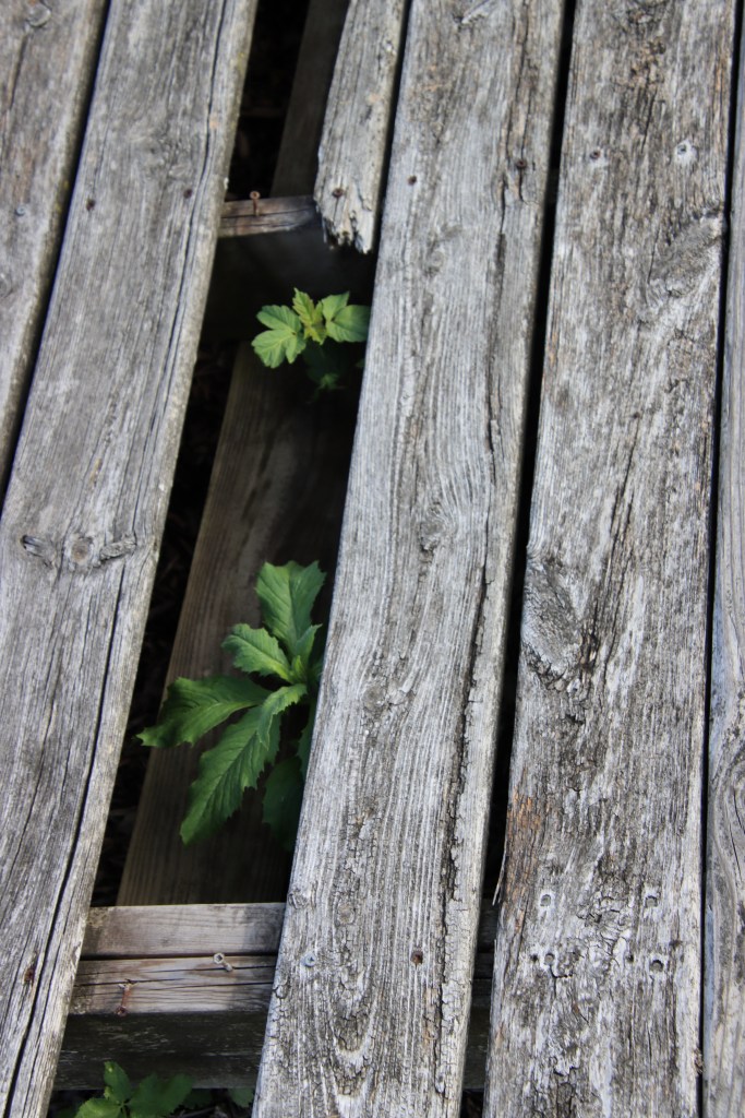 Cary Junior High School - Cary Community Consolidated School District 26