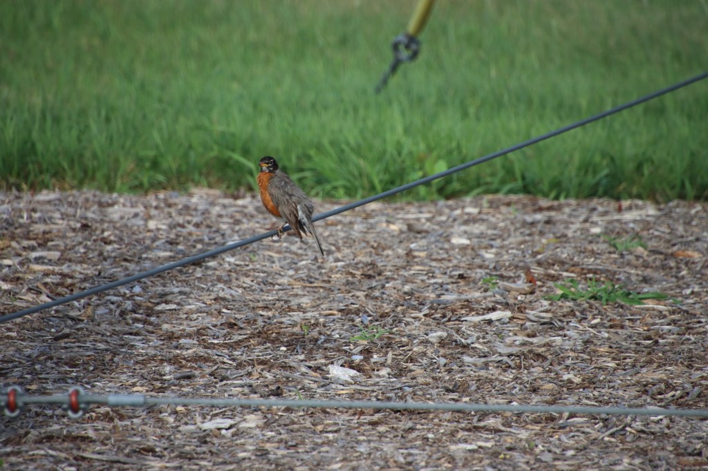 Cary Junior High School - Cary Community Consolidated School District 26